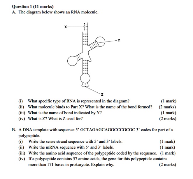 Question 1 (11 marks)
A. The diagram below shows an RNA molecule.
X
Z
Y
(i) What specific type of RNA is represented in the diagram?
(1 mark)
(ii) What molecule binds to Part X? What is the name of the bond formed?
(2 marks)
(iii) What is the name of bond indicated by Y?
(1 mark)
(iv) What is Z? What is Z used for?
(2 marks)
B. A DNA template with sequence 5' GCTAGAGCAGGCCCGCGC 3' codes for part of a
polypeptide.
(i) Write the sense strand sequence with 5' and 3' labels.
(1 mark)
(ii) Write the mRNA sequence with 5' and 3' labels.
(1 mark)
(iii) Write the amino acid sequence of the polypeptide coded by the sequence. (1 mark)
(iv) If a polypeptide contains 57 amino acids, the gene for this polypeptide contains
more than 171 bases in prokaryote. Explain why.
(2 marks)