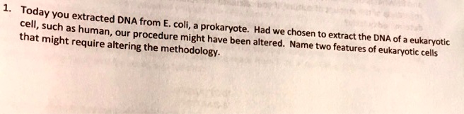 today you extracted dna from cell such as human coli prokaryote had we ...