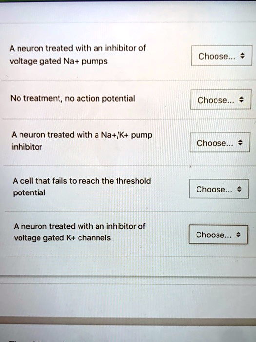 SOLVED A neuron treated with an inhibitor of voltage gated Na+ pumps Choose . No treatment, no
