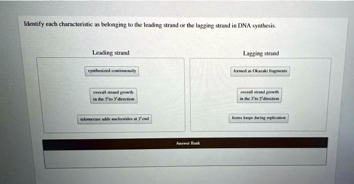 SOLVED: Identify Each Characteristic As Belonging To The Leading Strand ...