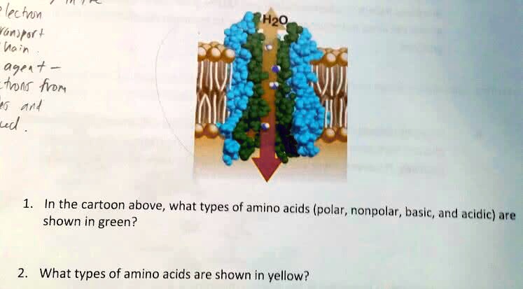 SOLVED: In the cartoon above, what types of amino acids (polar ...