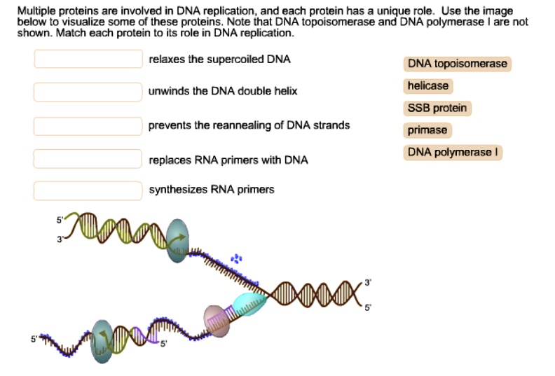SOLVED Multiple proteins are involved in DNA replication, and each