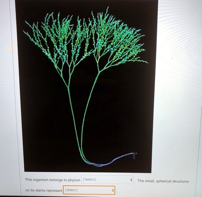 SOLVED: This organism belongs to phylum [Select ] The small, spherical ...