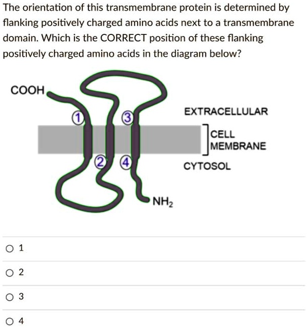 SOLVED The orientation of this transmembrane protein is determined by