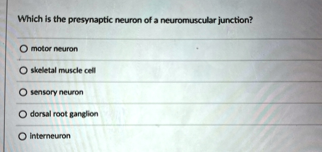 Which is the presynaptic neuron of a neuromuscular junction? motor ...