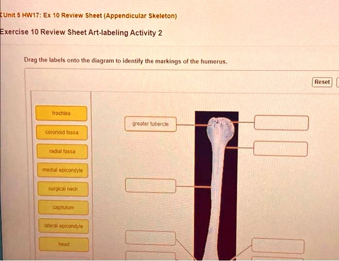 unit 5 hw17 ex 10 review sheet appendicular skeleton exercise 10 review ...