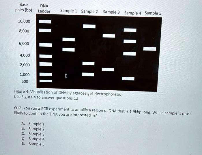 SOLVED Base DNA pairs (bp) Ladder Sample Sample 2 Sample 3 Sample 4