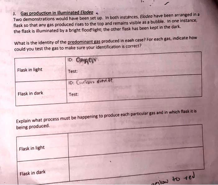 SOLVED Gas production in illuminated Elodea. In both instances, Elodea