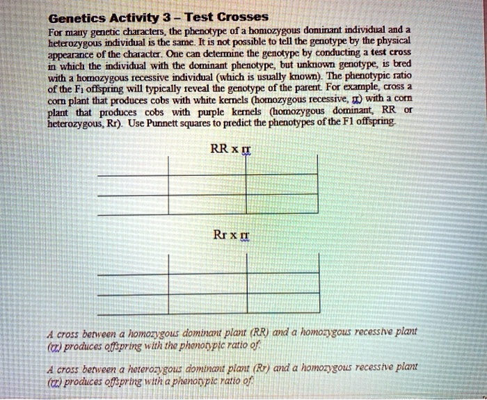 Genetics Activity 3 - Test Crosses
For many genetic characters, the phenotype of a homozygous dominant individual and a
heterozygous individual is the same. It is not possible to tell the genotype by the physical
appearance of the character. One can determine the genotype by conducting a test cross
in which the individual with the dominant phenotype, but unknown genotype, is bred
with a homozygous recessive individual (which is usually known). The phenotypic ratio
of the F1 offspring will typically reveal the genotype of the parent. For example, cross a
corn plant that produces cobs with white kernels (homozygous recessive, rr) with a corn
plant that produces cobs with purple kernels (homozygous dominant, RR or
heterozygous, Rr). Use Punnett squares to predict the phenotypes of the F1 offspring.
RR x rr
Rr x rr
A cross between a homozygous dominant plant (RR) and a homozygous recessive plant
(rr) produces offspring with the phenotypic ratio of:
A cross between a heterozygous dominant plant (Rr) and a homozygous recessive plant
(rr) produces offspring with a phenotypic ratio of: