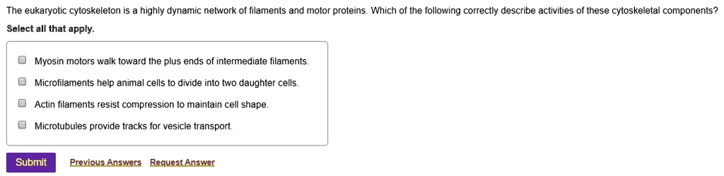 The eukaryotic cytoskeleton is a highly dynamic network of filaments and motor proteins. Which of the following correctly describe activities of these cytoskeletal components?
Select all that apply.
Myosin motors walk toward the plus ends of intermediate filaments.
Microfilaments help animal cells to divide into two daughter cells.
Actin filaments resist compression to maintain cell shape.
Microtubules provide tracks for vesicle transport.