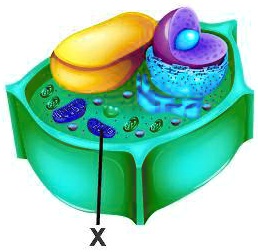 SOLVED: Examine the diagram of a cell. Which organelle is marked with ...