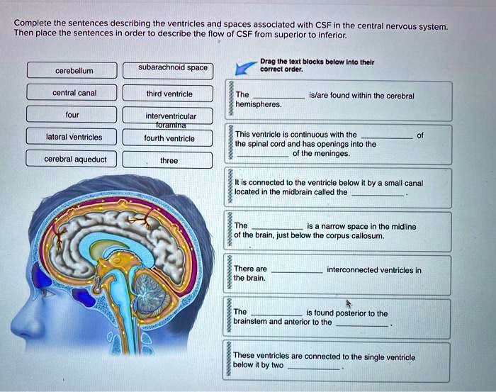 Complete the sentences describing the ventricles and spaces associated with CSF in the central nervous system. Then place the sentences in order to describe the flow of CSF from superior to inferior.
cerebellum
central canal
four
lateral ventricles
cerebral aqueduct
subarachnoid space
third ventricle
interventricular foramina
fourth ventricle
three
Drag the text blocks below into their correct order.
The  is/are found within the cerebral hemispheres.
This ventricle is continuous with the  of the spinal cord and has openings into the  of the meninges.
It is connected to the ventricle below it by a small canal located in the midbrain called the .
The  is a narrow space in the midline of the brain, just below the corpus callosum.
There are  interconnected ventricles in the brain.
The  is found posterior to the brainstem and anterior to the .
These ventricles are connected to the single ventricle below it by two .