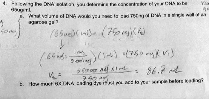 SOLVED: Following the DNA isolation, you determine the concentration of ...