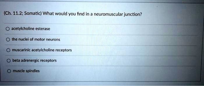 (Ch. 11.2; Somatic) What would you find in a neuromuscular junction?
acetylcholine esterase
the nuclei of motor neurons
muscarinic acetylcholine receptors
beta adrenergic receptors
muscle spindles