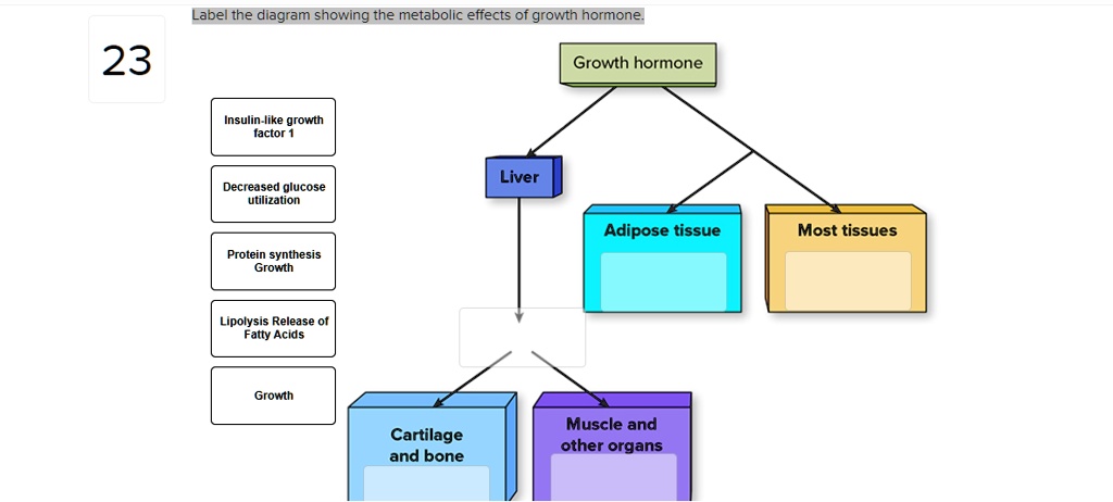 SOLVED: Title: The Metabolic Effects of Growth Hormone The diagram ...