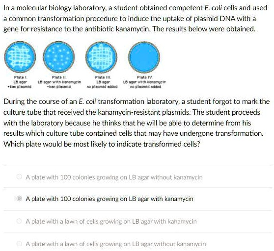 SOLVED: In a molecular biology laboratory: student obtained competent E ...