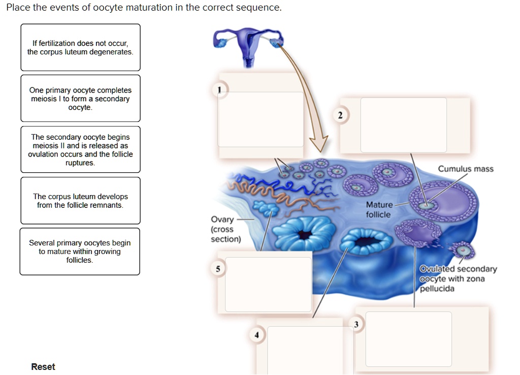 Place the events of oocyte maturation in the correct sequence.
If fertilization does not occur,
the corpus luteum degenerates.
One primary oocyte completes
meiosis I to form a secondary
oocyte.
The secondary oocyte begins
meiosis II and is released as
ovulation occurs and the follicle
ruptures.
The corpus luteum develops
from the follicle remnants.
Several primary oocytes begin
to mature within growing
follicles.
Ovary
(cross
section)
Mature
follicle
Reset
Cumulus mass
Ovulated secondary
oocyte with zona
pellucida