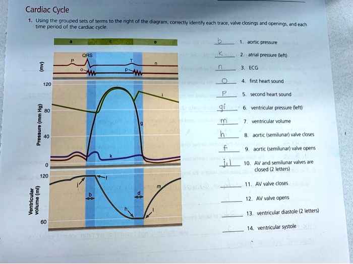 SOLVED Cardiac Cycle Using the grouped sets of terms, the right side