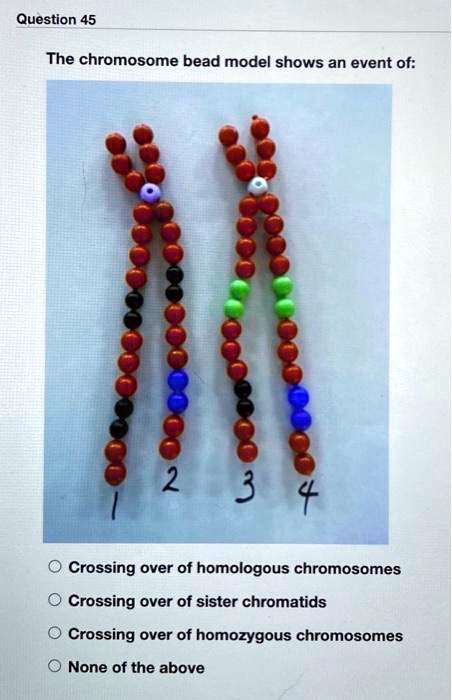 SOLVED: Question 45 The Chromosome Bead Model Shows An Event Of: 2 ...