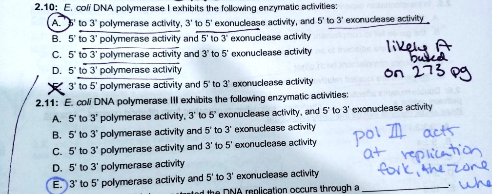 2.10: E. coli DNA polymerase I exhibits the following enzymatic activities: A. 5' to 3' polymerase activity, 3' to 5' exonuclease activity, and 5' to 3' exonuclease activity B. 5' to 3' polymerase activity and 5' to 3' exonuclease activity C. 5' to 3' polymerase activity and 3' to 5' exonuclease activity D. 5' to 3' polymerase activity E. 3' to 5' polymerase activity and 5' to 3' exonuclease activity 2.11: E. coli DNA polymerase III exhibits the following enzymatic activities: A. 5' to 3' polymerase activity, 3' to 5' exonuclease activity, and 5' to 3' exonuclease activity B. 5' to 3' polymerase activity and 5' to 3' exonuclease activity C. 5' to 3' polymerase activity and 3' to 5' exonuclease activity D. 5' to 3' polymerase activity E. 3' to 5' polymerase activity and 5' to 3' exonuclease activity