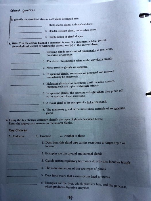 Gland practice:
7. Identify the structural class of each gland described here:
1. Flask-shaped gland, unbranched ducts
2. Slender, straight gland, unbranched ducts
3. Combination of gland shapes
8. Write T in the answer blank if a statement is true. If a statement is false, correct
the underlined word(s) by writing the correct word(s) in the answer blank.
1. Exocrine glands are classified functionally as merocrine,
holocrine, or apocrine.
2. The above classification refers to the way ducts branch.
3. Most exocrine glands are apocrine.
4. In apocrine glands, secretions are produced and released
immediately by exocytosis.
5. Holocrine glands store secretions until the cells rupture.
Ruptured cells are replaced through mitosis.
6. In apocrine glands, the secretory cells die when they pinch off
at the apex to release secretions.
7. A sweat gland is an example of a holocrine gland.
8. The mammary gland is the most likely example of an apocrine
gland.
9. Using the key choices, correctly identify the types of glands described below.
Enter the appropriate answers in the answer blanks.
Key Choices
A. Endocrine
B. Exocrine
C. Neither of these
1. Duct from this gland type carries secretions to target organ or
location
2. Examples are the thyroid and adrenal glands
3. Glands secrete regulatory hormones directly into blood or lymph
4. The more numerous of the two types of glands
5. Duct from ovary that carries ovum (egg) to uterus
6. Examples are the liver, which produces bile, and the pancreas,
which produces digestive enzymes