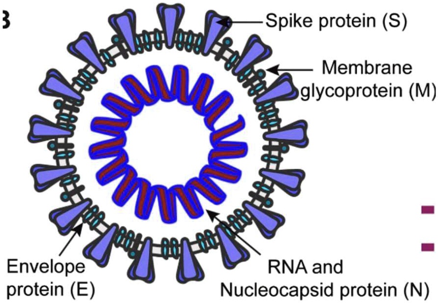 SOLVED: 3 Spike protein (S) glycoprotein (M) Membrane 0 ) C protein (E ...