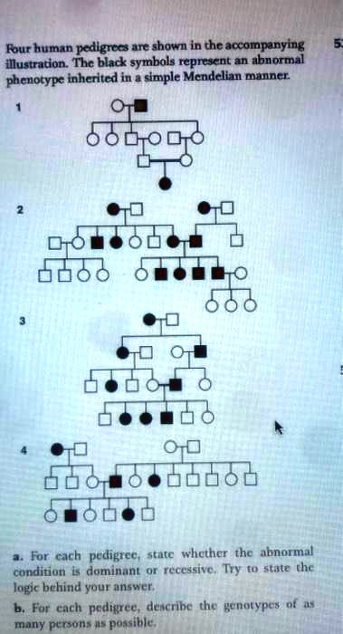 SOLVED:Four human pedlgrc uc shown in chc accompanying Ilustration: Thc ...