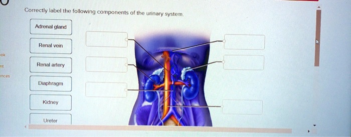 SOLVED: Correctly label the following components of the urinary system