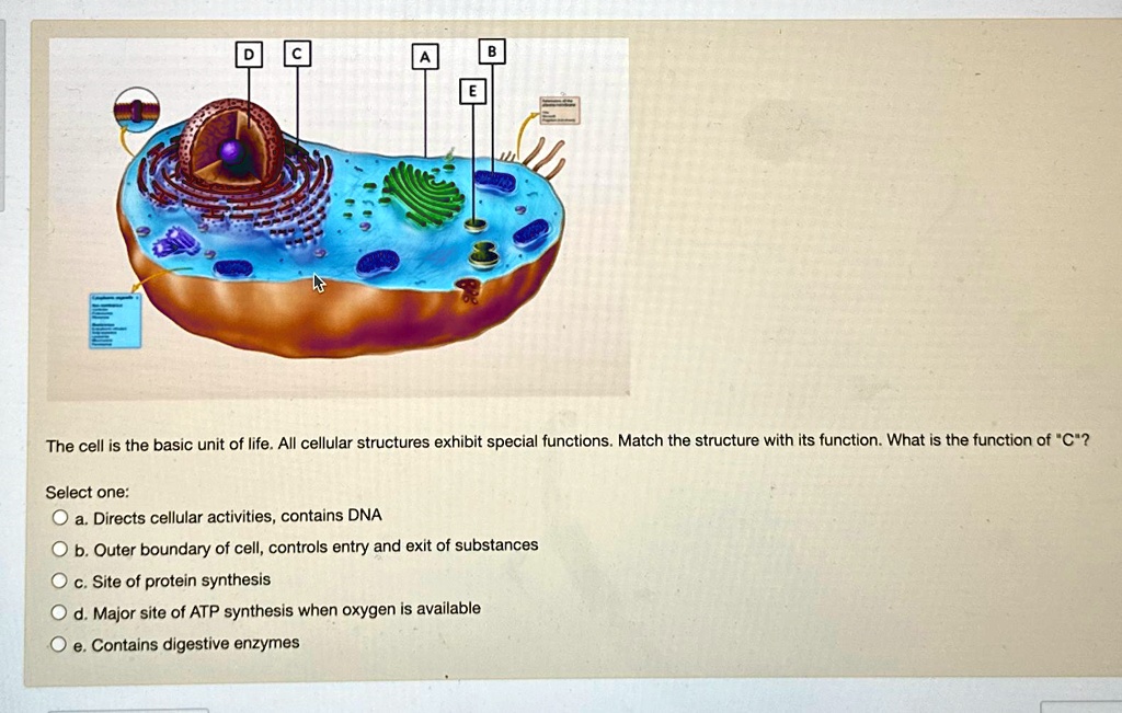 SOLVED: The cell is the basic unit of life. All cellular structures ...