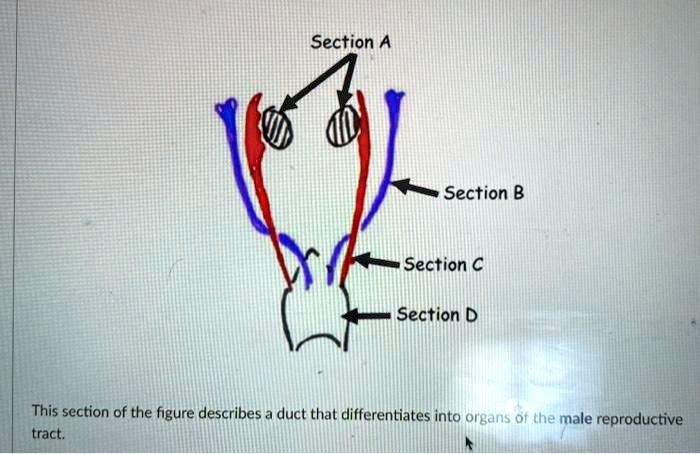 SOLVED: Section A Section B Section C Section D This Section Of The ...