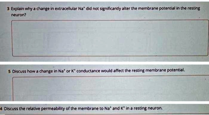 3 Explain why a change in extracellular Na+ did not significantly alter the membrane potential in the resting neuron?
5 Discuss how a change in Na+ or K+ conductance would affect the resting membrane potential.
4 Discuss the relative permeability of the membrane to Na+ and K+ in a resting neuron.