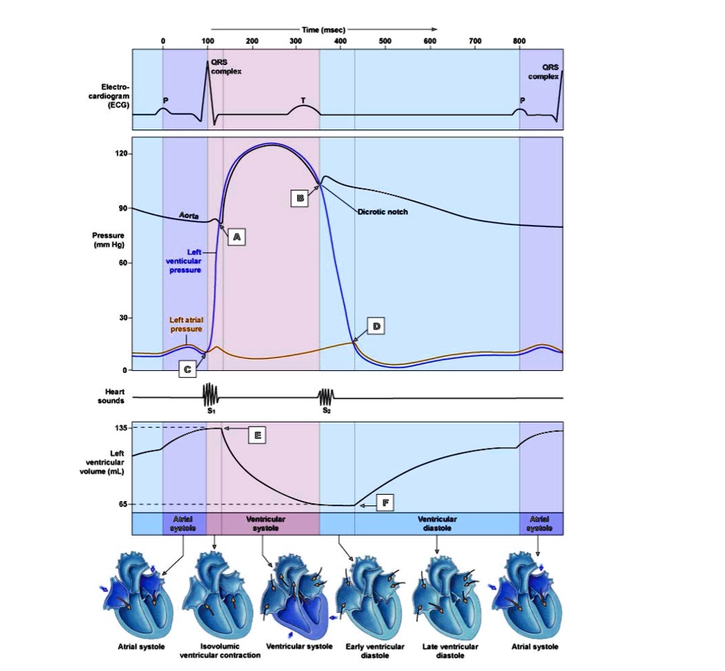 Electro- cardiogram (ECG) 120- Time (msec) 100 200 300 400 500 600 700 ...