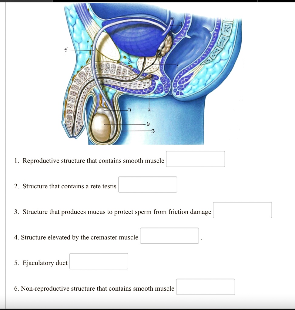 1. Reproductive structure that contains smooth muscle
2. Structure that contains a rete testis
3. Structure that produces mucus to protect sperm from friction damage
4. Structure elevated by the cremaster muscle
5. Ejaculatory duct
6. Non-reproductive structure that contains smooth muscle