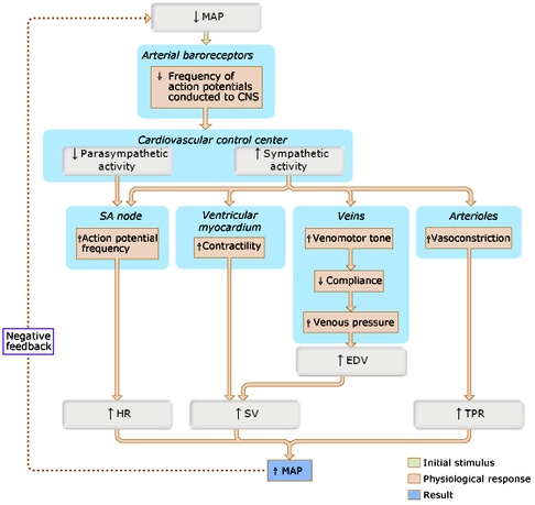 SOLVED: Thoroughly understand the flowchart in Figure 14.29 and know ...