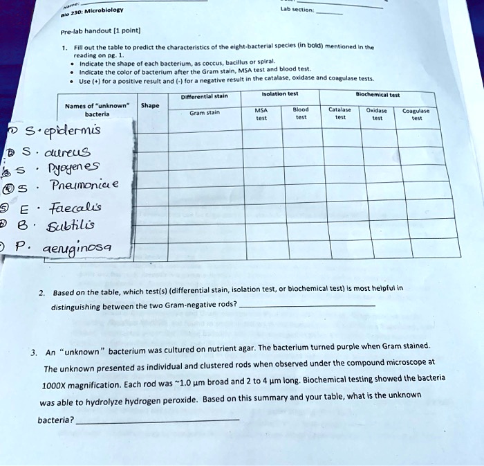 Name:
Bio 230: Microbiology Lab section:
Pre-lab handout [1 point]
1. Fill out the table to predict the characteristics of the eight-bacterial species (in bold) mentioned in the reading on pg. 1.
Indicate the shape of each bacterium, as coccus, bacillus or spiral.
Indicate the color of bacterium after the Gram stain, MSA test and blood test.
Use (+) for a positive result and (-) for a negative result in the catalase, oxidase and coagulase tests.
Names of "unknown" bacteria Shape Differential stain Gram stain Isolation test MSA test Blood test Biochemical test Catalase test Oxidase test Coagulase test
1 S. epidermis
2 S. aureus
3 S. pyogenes
4 S. pneumoniae
5 E. faecalis
6 B. subtilis
7 P. aeruginosa
2. Based on the table, which test(s) (differential stain, isolation test, or biochemical test) is most helpful in distinguishing between the two Gram-negative rods?
3. An "unknown" bacterium was cultured on nutrient agar. The bacterium turned purple when Gram stained. The unknown presented as individual and clustered rods when observed under the compound microscope at 1000X magnification. Each rod was  1.0 ?m broad and 2 to 4 ?m long. Biochemical testing showed the bacteria was able to hydrolyze hydrogen peroxide. Based on this summary and your table, what is the unknown bacteria?