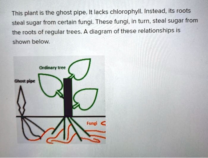 SOLVEDThis plant is the ghost pipe It lacks chlorophyll Instead, its roots steal sugar from
