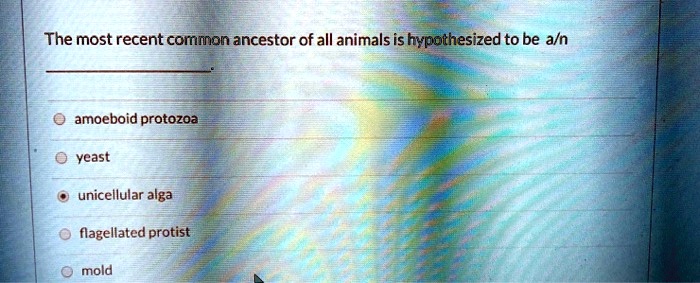 The most recent common ancestor of all animals is hypothesized to be a/n

amoeboid protozoa
yeast
unicellular alga
flagellated protist
mold
