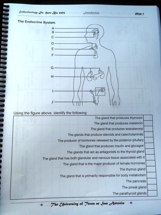 Solved Eadecrinolegy Nro Io Jjnar The Endocrine System Using The Figure Above