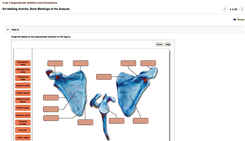 Lab 5 Appendicular Skeleton and Articulations Artlabeling Activity