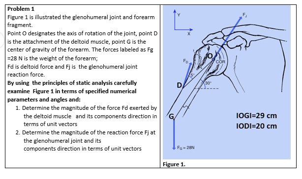 SOLVED: Problem 1 Figure 1 is illustrated the glenohumeral joint and ...