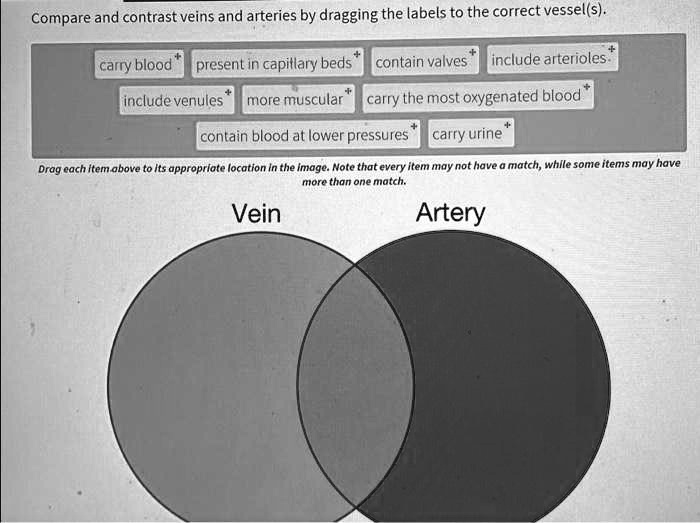 SOLVED Compare and contrast veins and arteries by dragging the labels