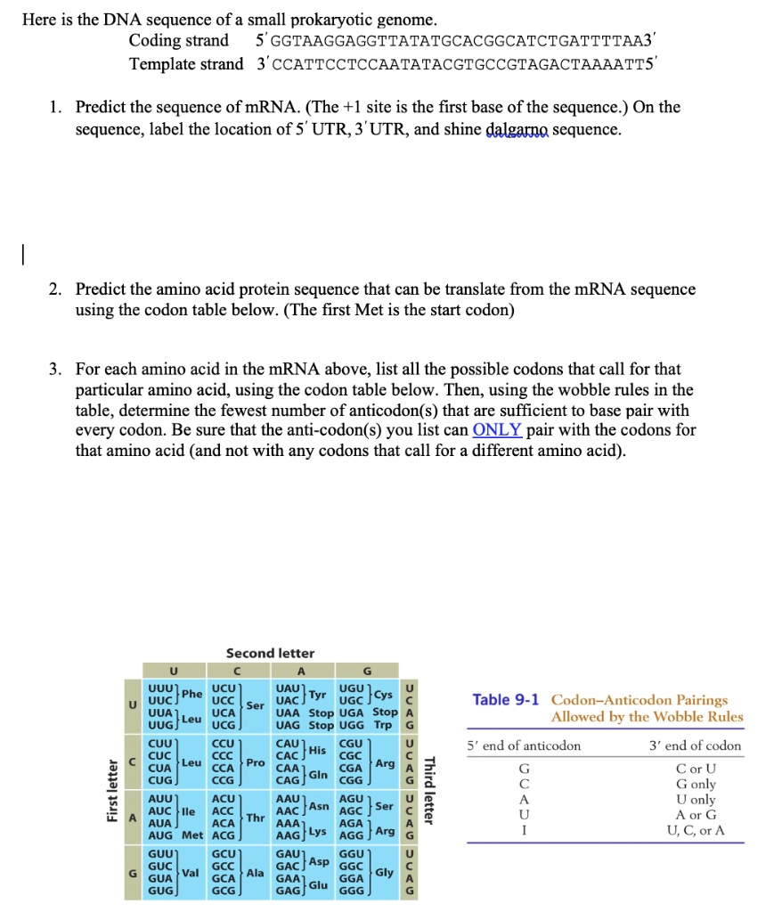 Here is the DNA sequence of a small prokaryotic genome.
Coding strand 5' GGTAAGGAGGTTATATGCACGGCATCTGATTTTAA3'
Template strand 3' CCATTCCTCCAATATACGTGCCGTAGACTAAAATT5'

1. Predict the sequence of mRNA. (The +1 site is the first base of the sequence.) On the sequence, label the location of 5' UTR, 3' UTR, and shine dalgarno sequence.

2. Predict the amino acid protein sequence that can be translate from the mRNA sequence using the codon table below. (The first Met is the start codon)

3. For each amino acid in the mRNA above, list all the possible codons that call for that particular amino acid, using the codon table below. Then, using the wobble rules in the table, determine the fewest number of anticodon(s) that are sufficient to base pair with every codon. Be sure that the anti-codon(s) you list can ONLY pair with the codons for that amino acid (and not with any codons that call for a different amino acid).