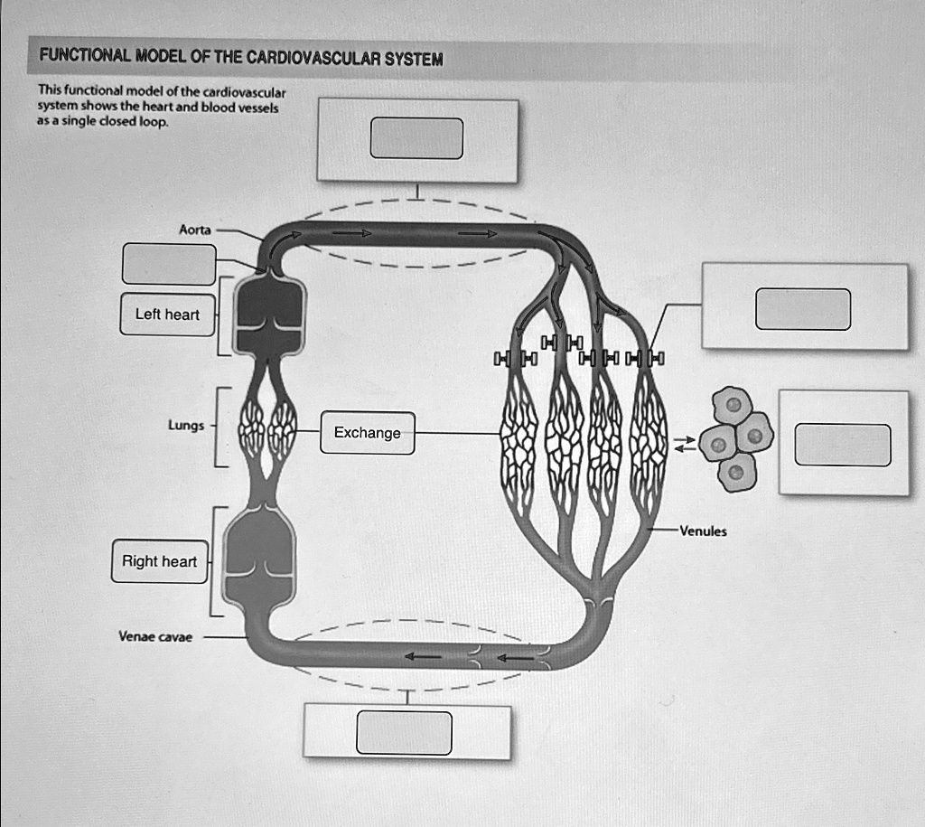 FUNCTIONAL MODEL OF THE CARDIOVASCULAR SYSTEM This functional model of ...