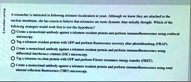 macmillan learning a researcher is interested in following telomere localization in yeast although we know they are attached to the nuclear membrane she has reason to believe that telomeres  58713