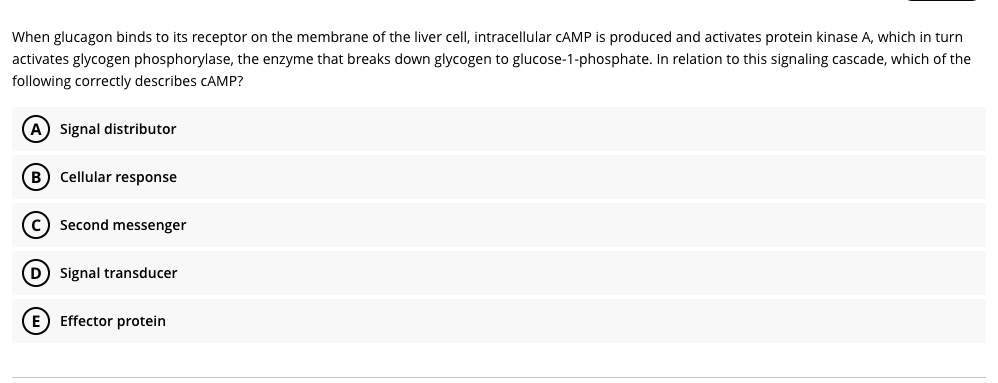 When glucagon binds to its receptor on the membrane of the liver cell, intracellular cAMP is produced and activates protein kinase A, which in turn activates glycogen phosphorylase, the enzyme that breaks down glycogen to glucose-1-phosphate. In relation to this signaling cascade, which of the following correctly describes cAMP?
A Signal distributor
B Cellular response
C Second messenger
D Signal transducer
E Effector protein