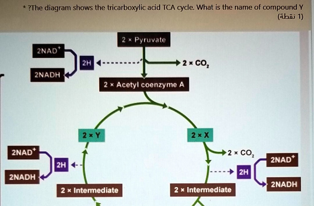 What S Another Name For Tricarboxylic Acid Cycle