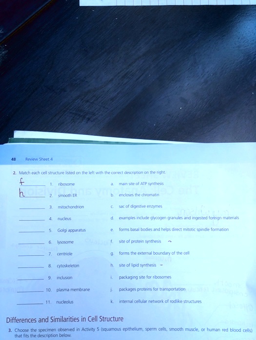 SOLVED: Help please!! Review Sheet 4 2. Match each cell structure ...