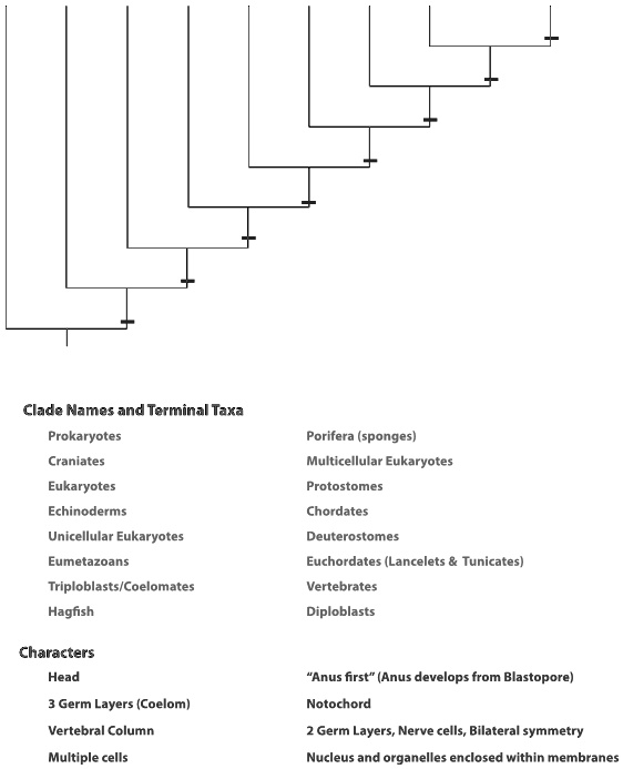 SOLVED Clade Names and Terminal Taxa Prokaryotes Porifera (sponges