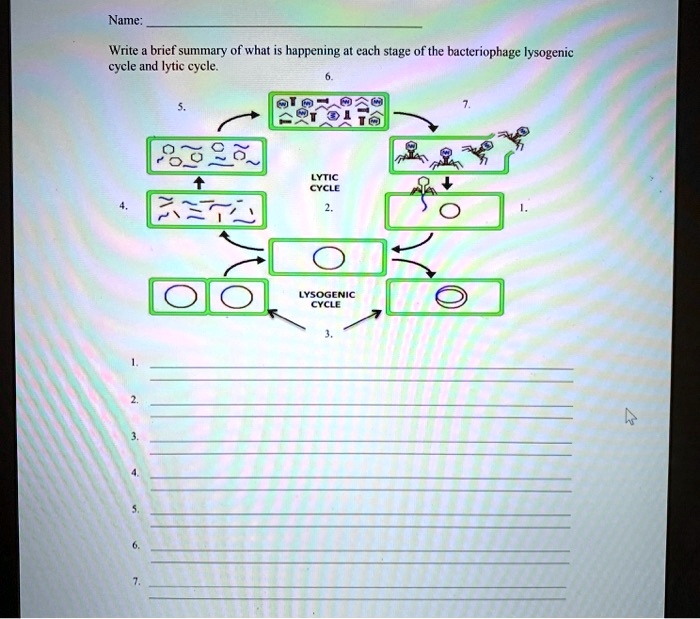 Name: 
Write a brief summary of what is happening at each stage of the bacteriophage lysogenic cycle and lytic cycle.
LYTIC CYCLE
LYSOGENIC CYCLE
1.
2.
3.
4.
5.
6.
7.