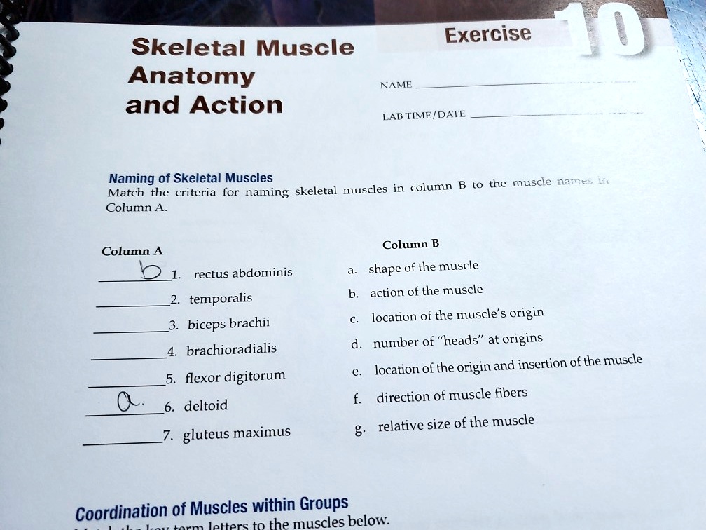 Skeletal Muscle Anatomy and Action Exercise 10 NAME LAB...